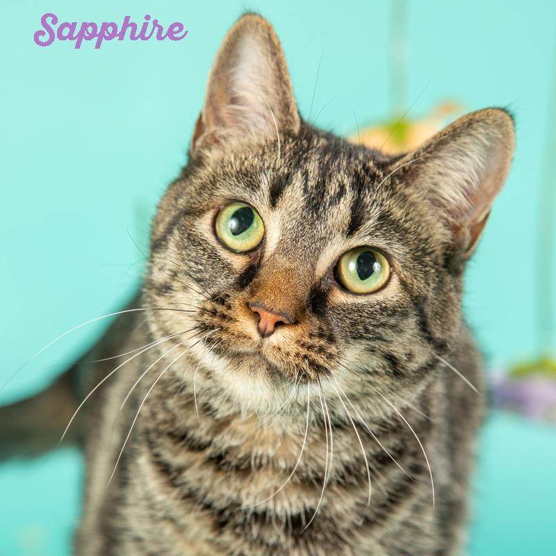 Sapphire, Adoptable, Adult Female Domestic Medium Hair.