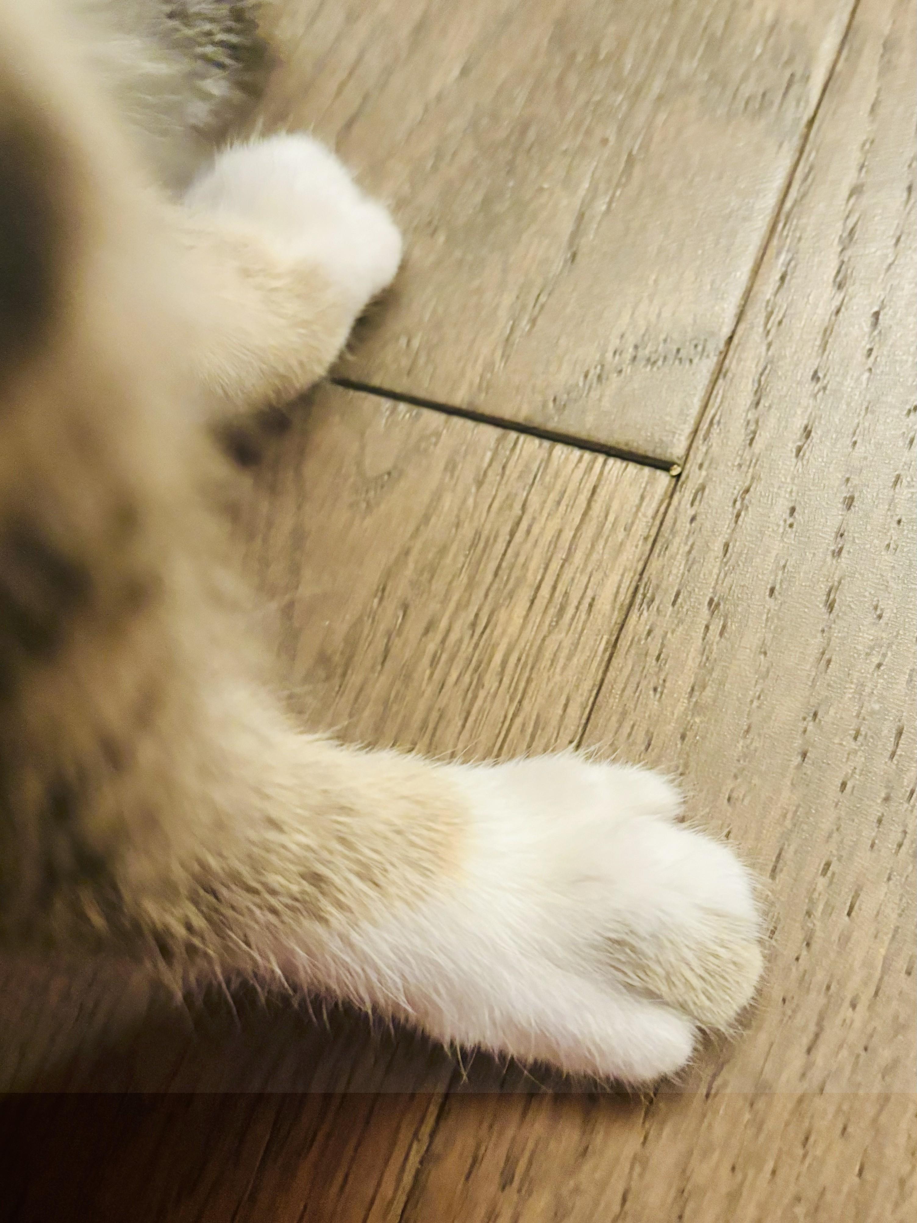 Cedar