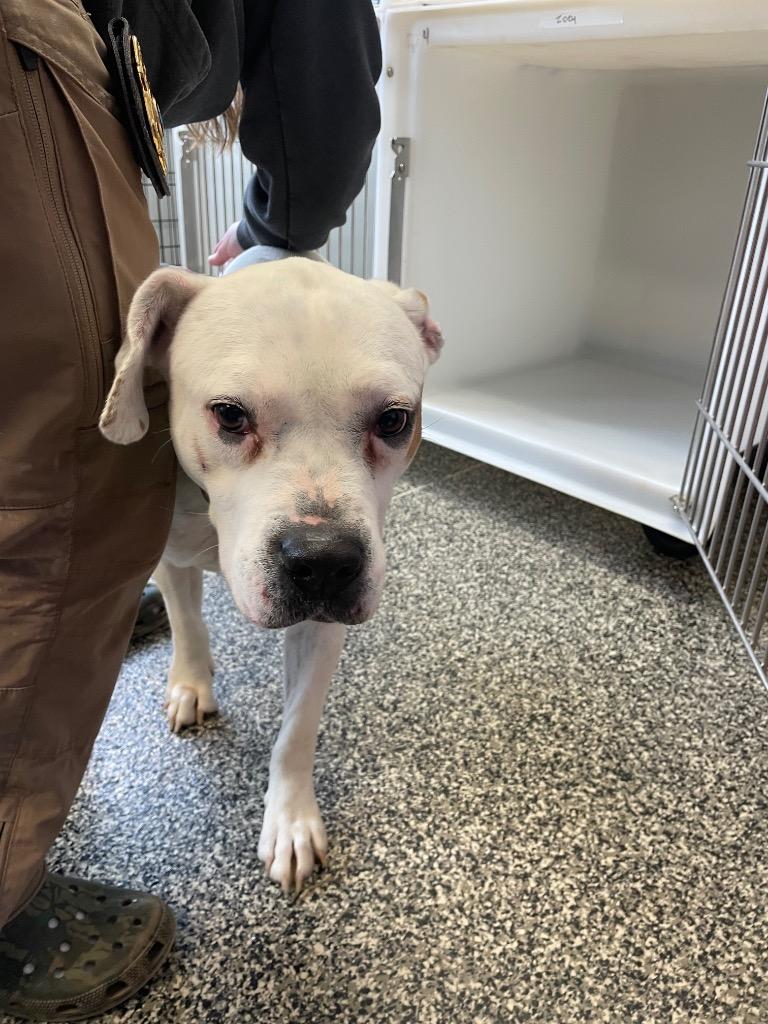 Zeus, Adoptable, Adult Male Mixed Breed.