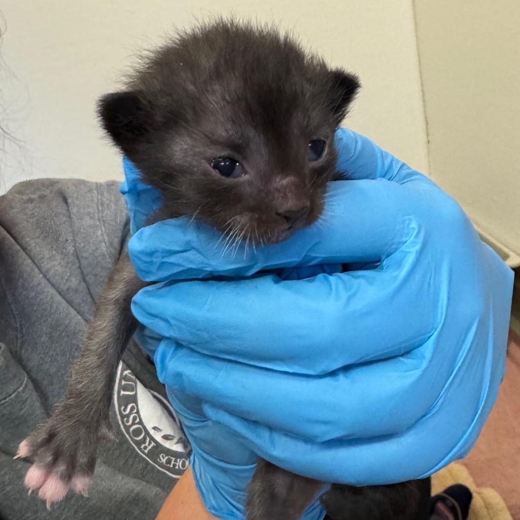Jelepeno, Adoptable, Kitten Male Domestic Short Hair.