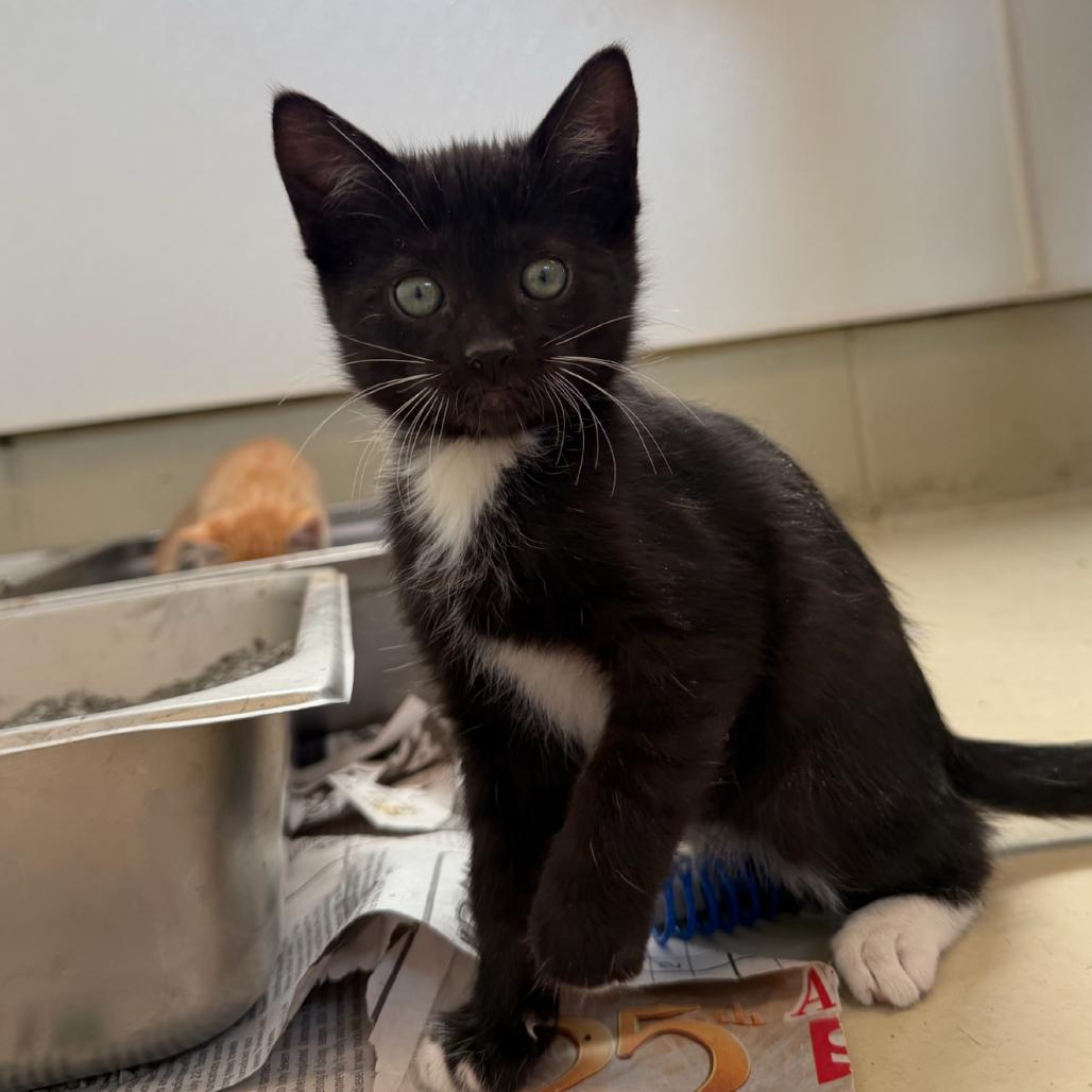 Enlarge Jelepeno, a Adoptable Domestic Short Hair in International Falls, MN image 2/3