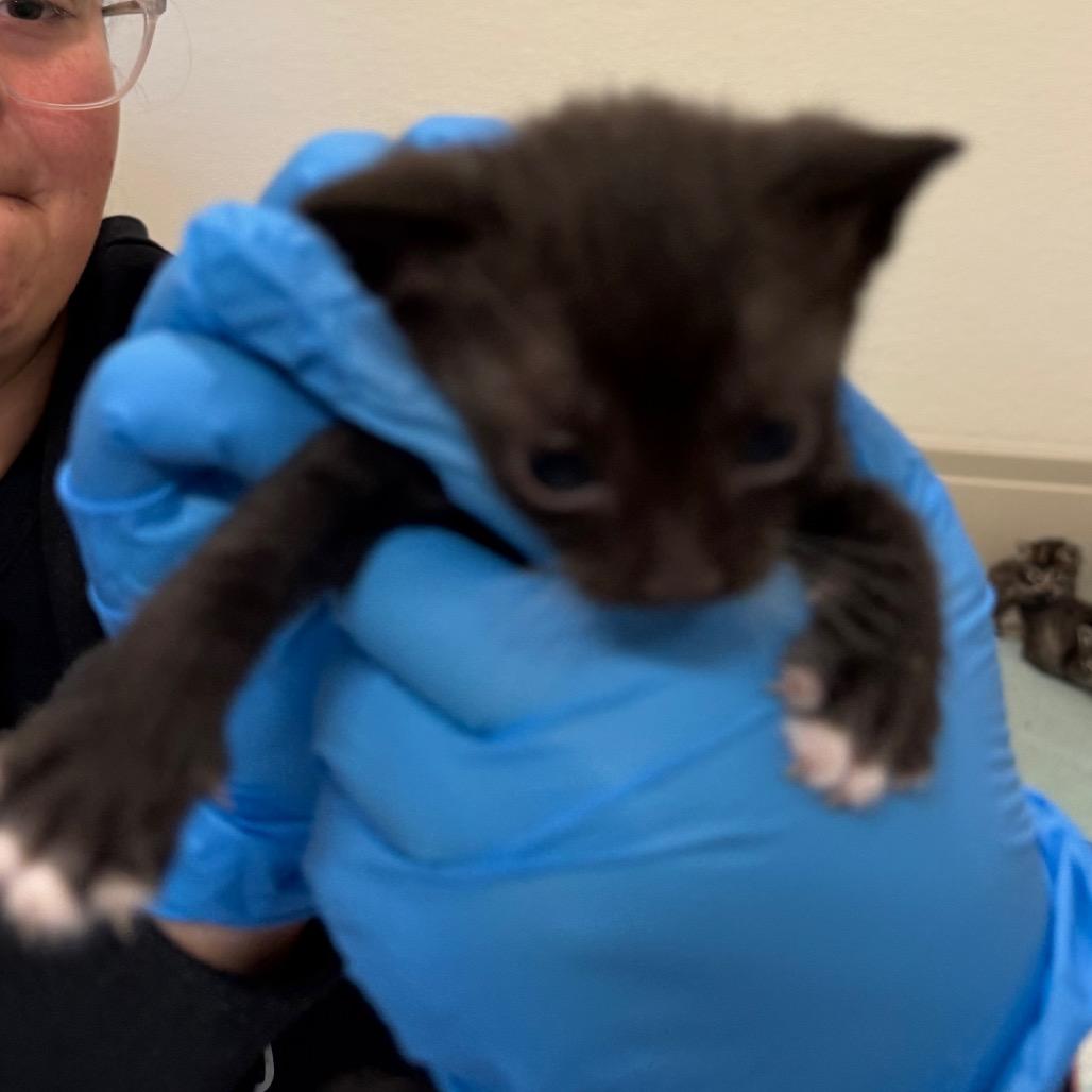 Enlarge Jelepeno, a Adoptable Domestic Short Hair in International Falls, MN image 3/3