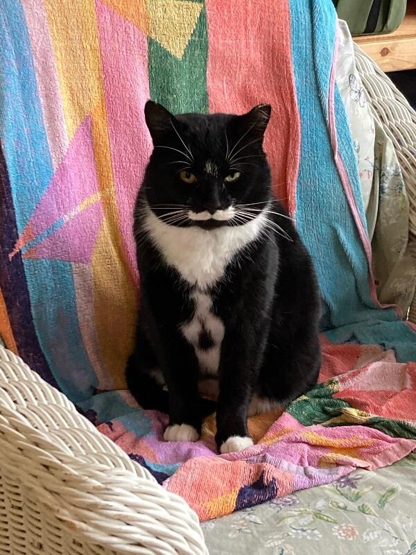 Victor Sebastian, Adoptable, Adult Male Domestic Short Hair.