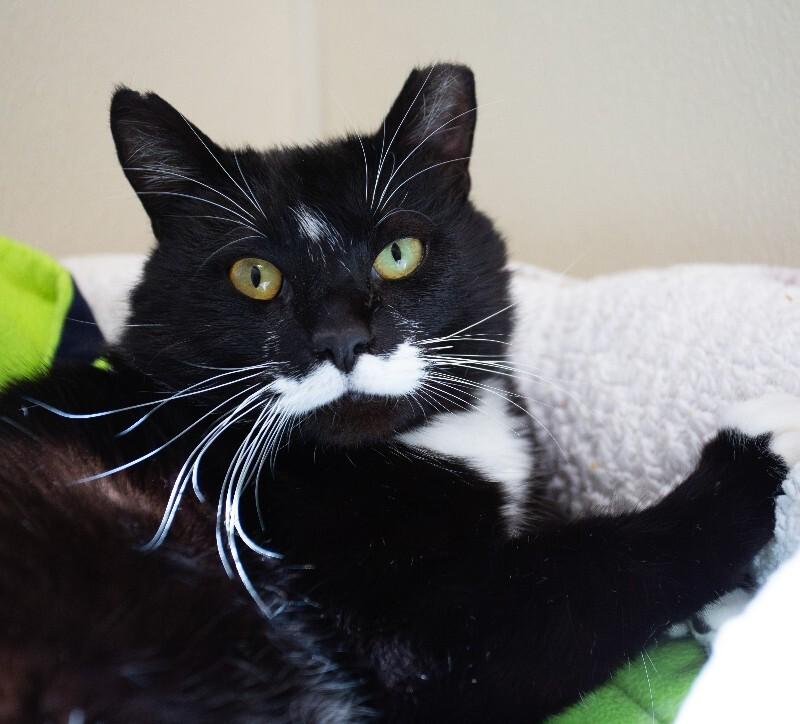 Enlarge Victor Sebastian, a Adoptable Domestic Short Hair in Arlington, WA image 2/5