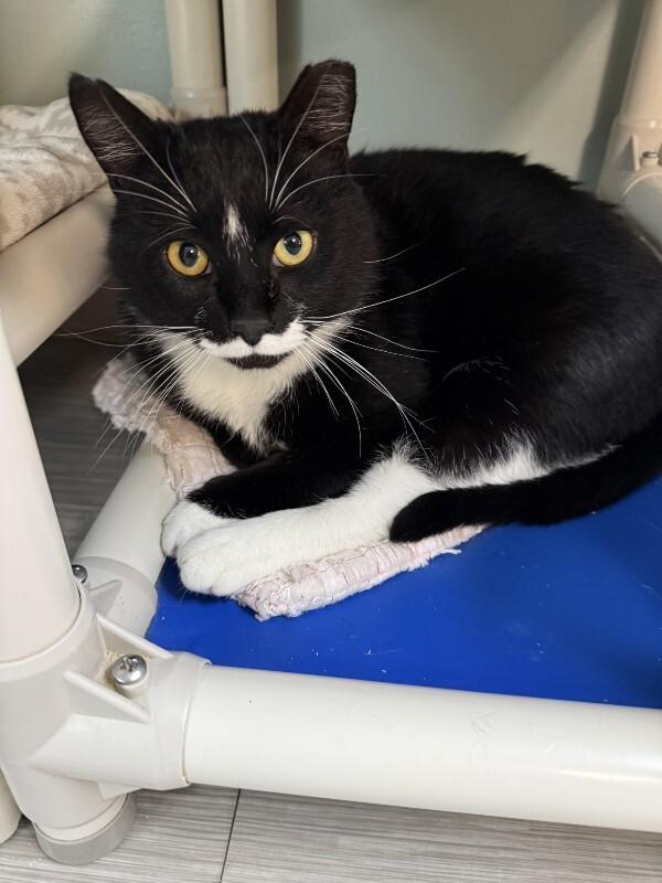 Enlarge Victor Sebastian, a Adoptable Domestic Short Hair in Arlington, WA image 3/5