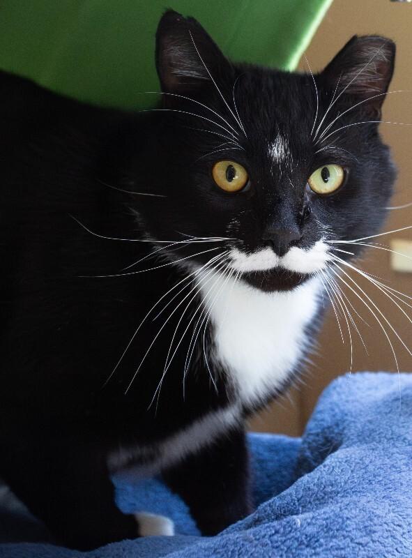 Enlarge Victor Sebastian, a Adoptable Domestic Short Hair in Arlington, WA image 4/5
