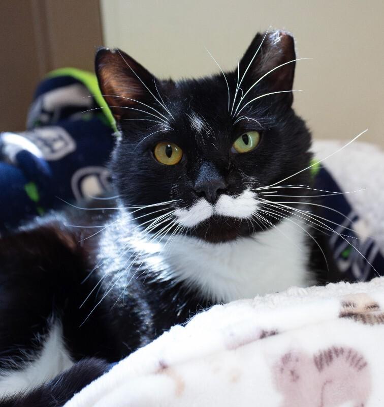 Enlarge Victor Sebastian, a Adoptable Domestic Short Hair in Arlington, WA image 5/5