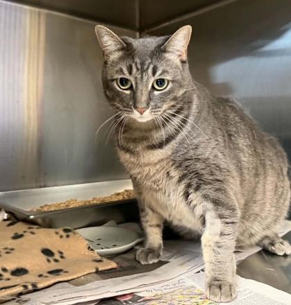 Dakota, Adoptable, Adult Female Domestic Short Hair & Domestic Short Hair.