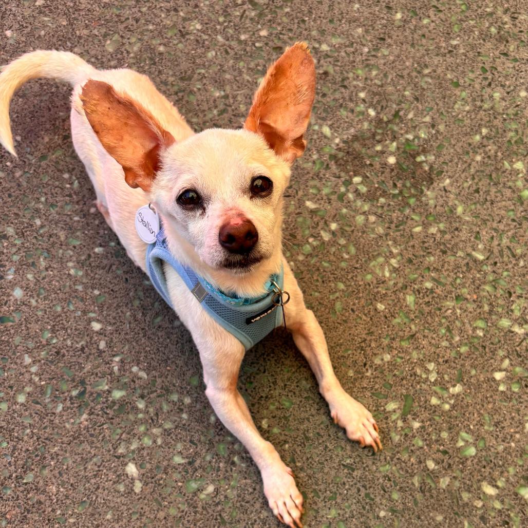Stallion 14028, Adoptable, Senior Male Chihuahua.