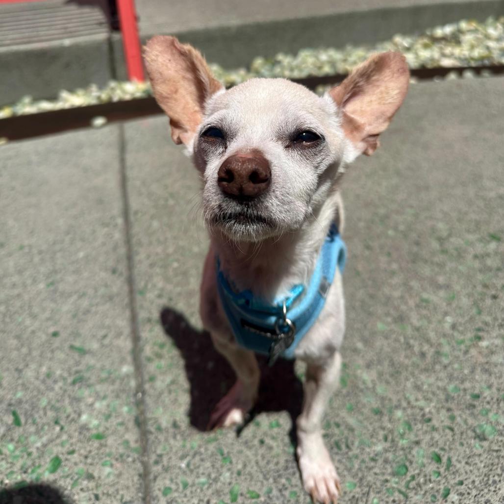 Enlarge Stallion 14028, a Adoptable Chihuahua in San Francisco, CA image 2/6