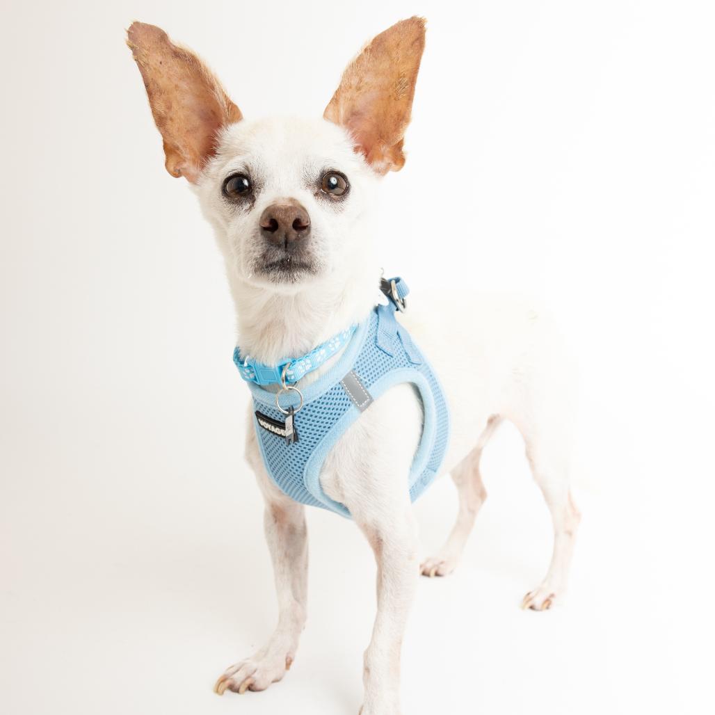 Enlarge Stallion 14028, a Adoptable Chihuahua in San Francisco, CA image 3/6