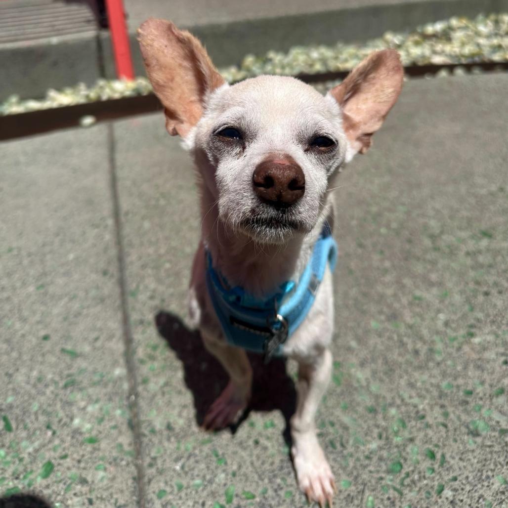 Enlarge Stallion 14028, a Adoptable Chihuahua in San Francisco, CA image 4/6