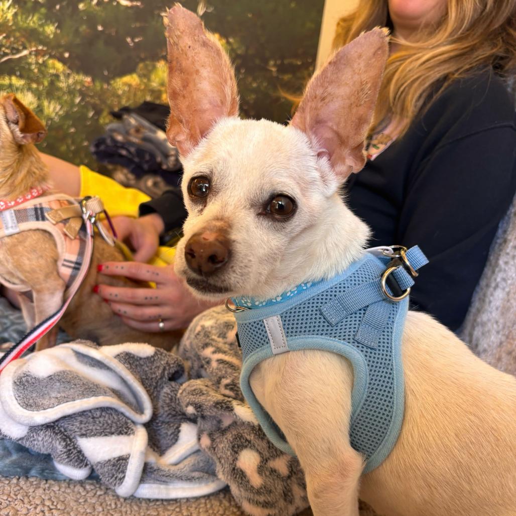 Enlarge Stallion 14028, a Adoptable Chihuahua in San Francisco, CA image 5/6