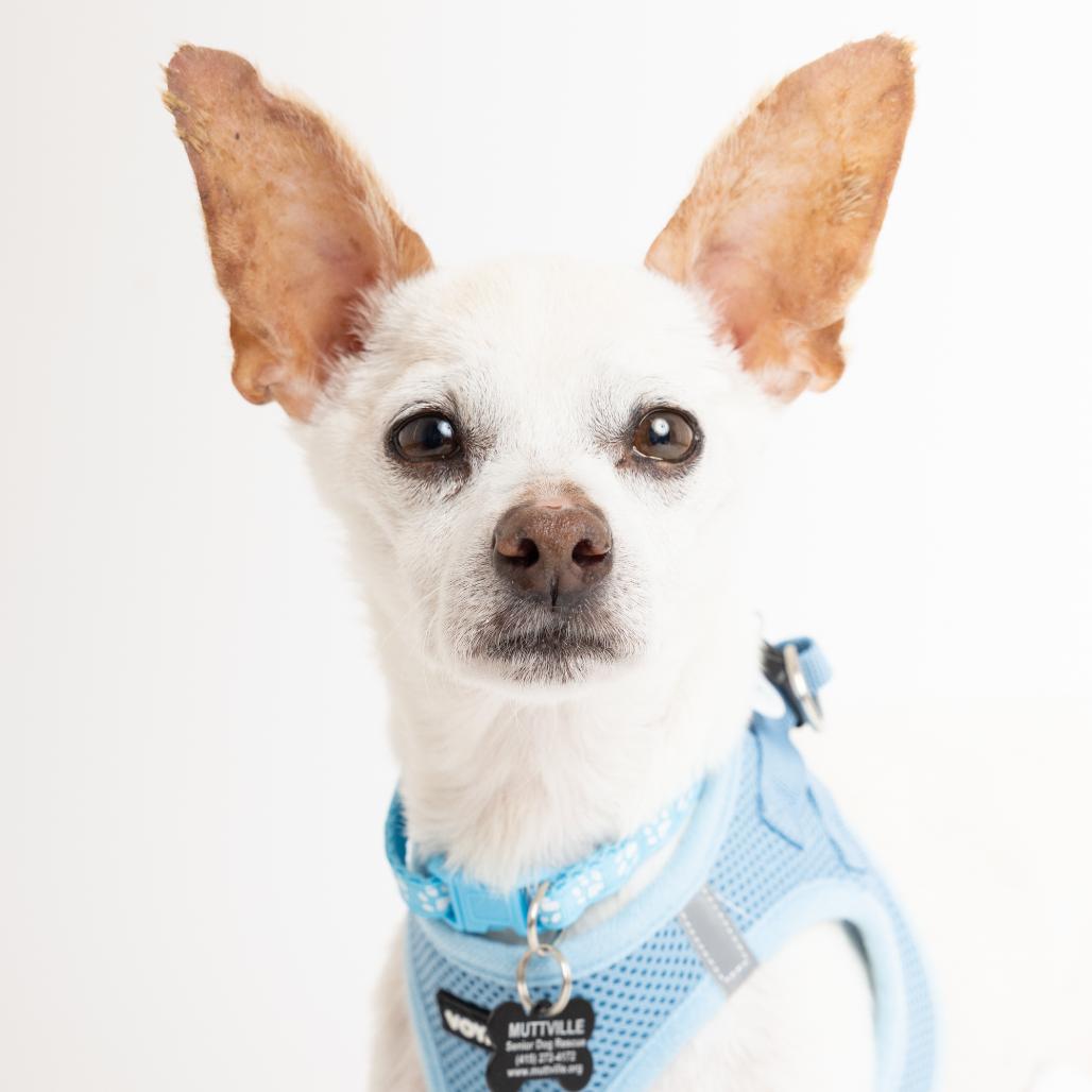 Enlarge Stallion 14028, a Adoptable Chihuahua in San Francisco, CA image 6/6