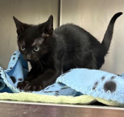 Luke, Adoptable, Kitten Male Domestic Short Hair & Domestic Short Hair.