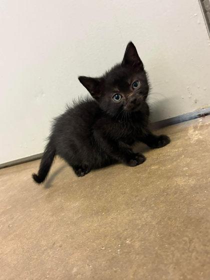 Enlarge Luke, a Adoptable mixed breed in Paducah, KY image 2/3