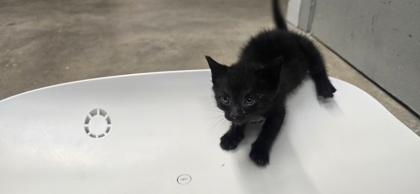 Enlarge Luke, a Adoptable mixed breed in Paducah, KY image 3/3