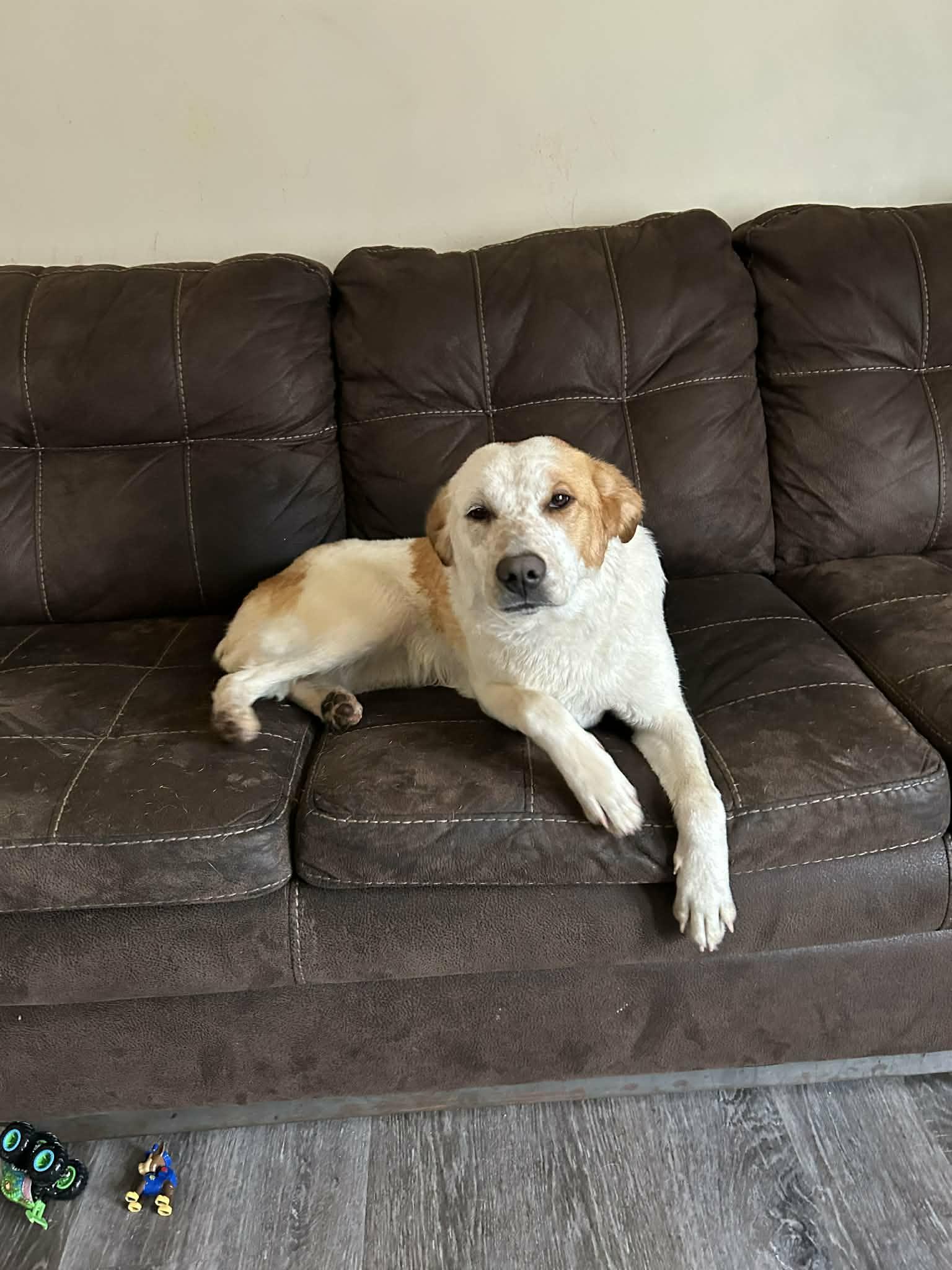 Laci, ADOPTABLE, Young Female Labrador Retriever.