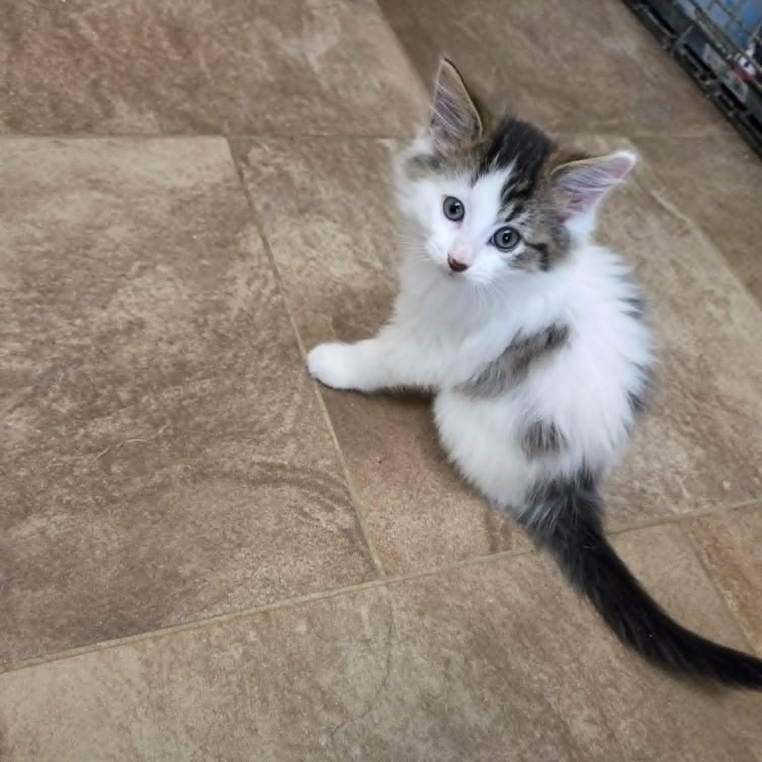 Waffle, an adopted Domestic Medium Hair in Lancaster, KY image 4/5