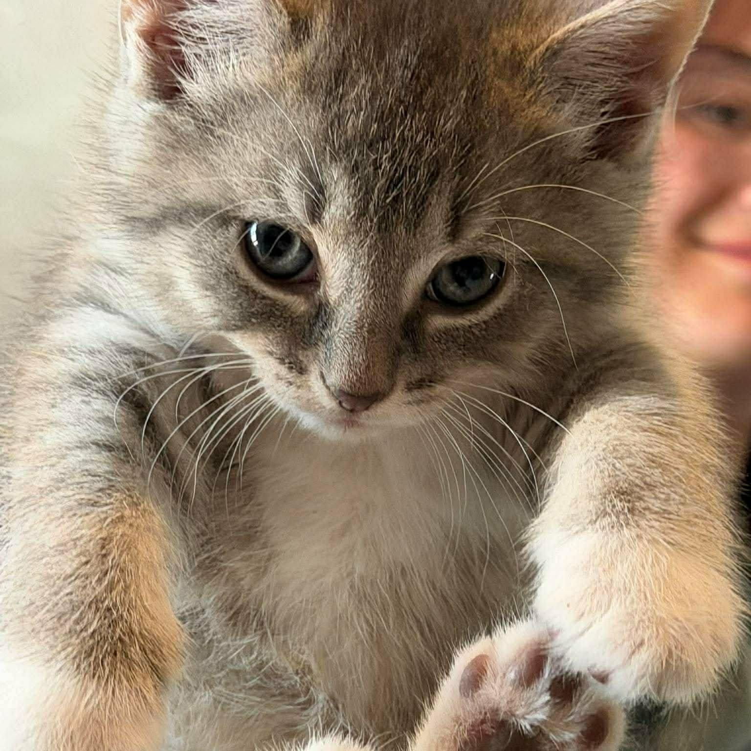 Enlarge Kitten Siblings, a ADOPTABLE Domestic Medium Hair in Lancaster, KY image 2/2