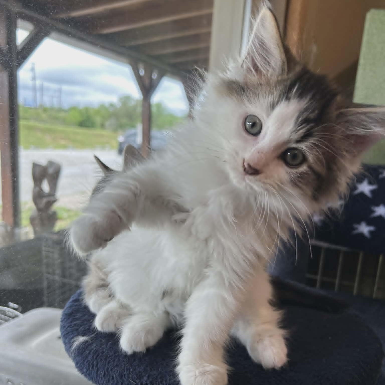 Waffle, an adopted Domestic Medium Hair in Lancaster, KY image 2/5