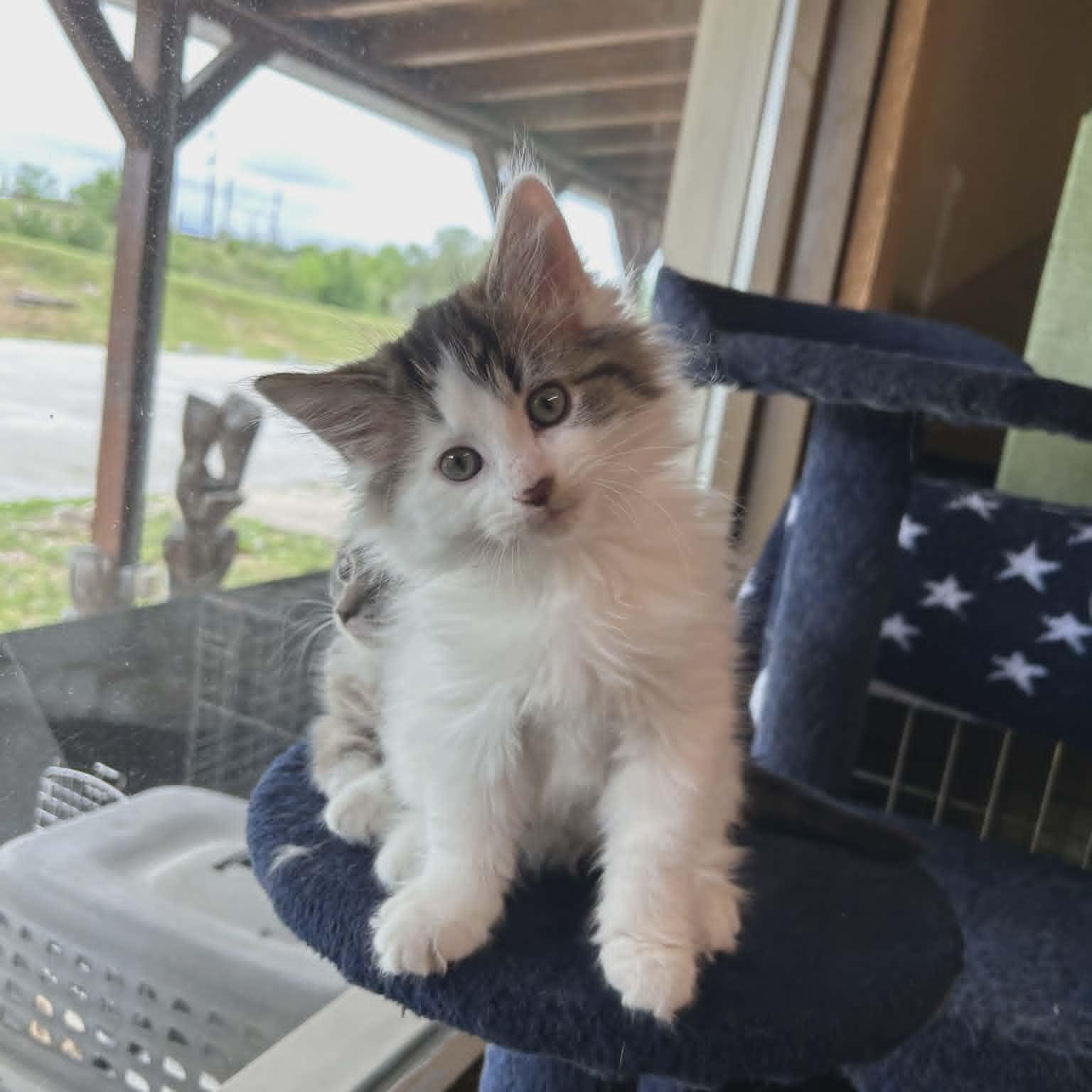 Waffle, adopted, Kitten Male Domestic Medium Hair.