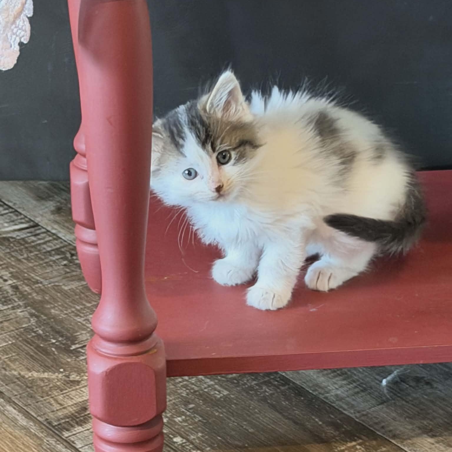 Waffle, an adopted Domestic Medium Hair in Lancaster, KY image 5/5