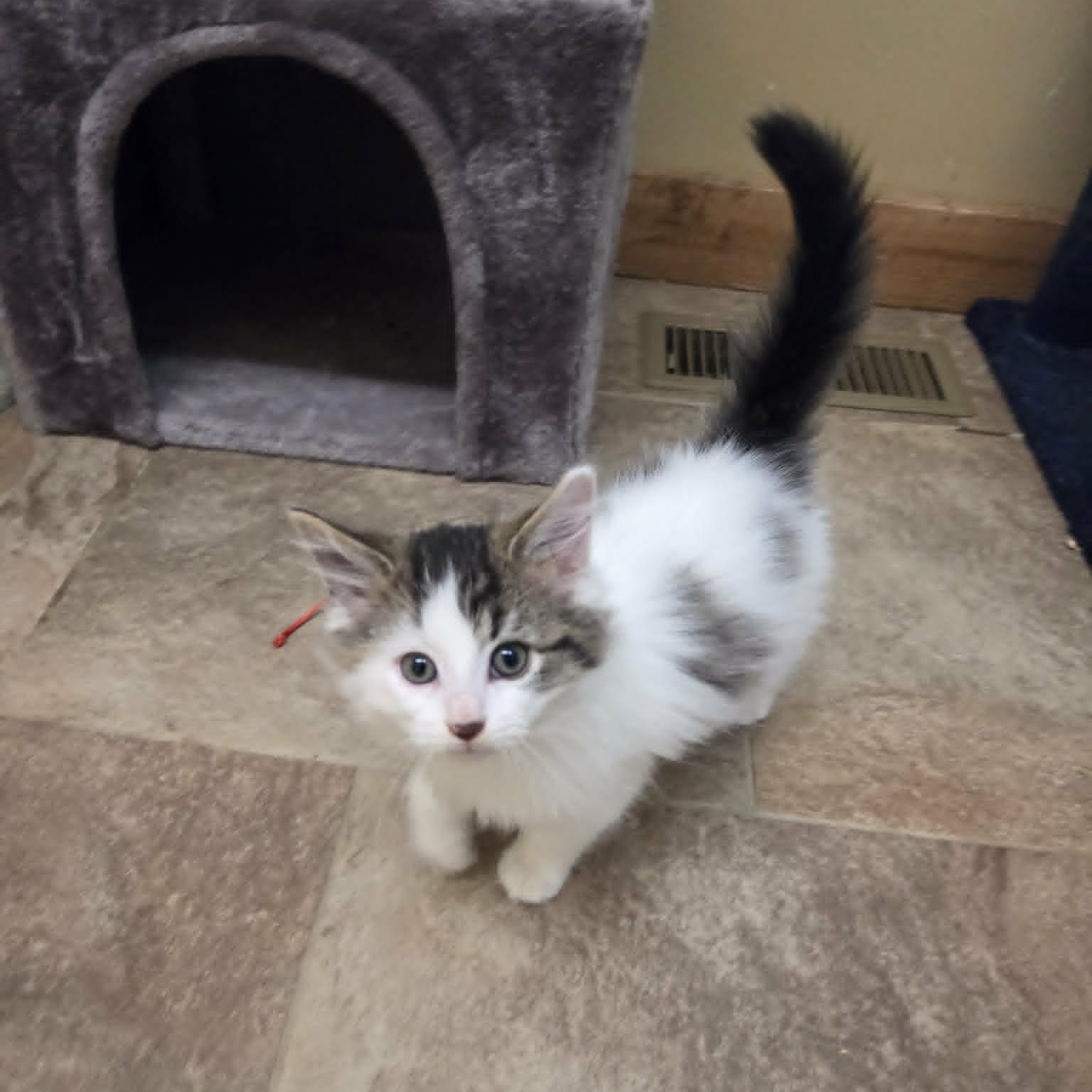 Waffle, an adopted Domestic Medium Hair in Lancaster, KY image 3/5