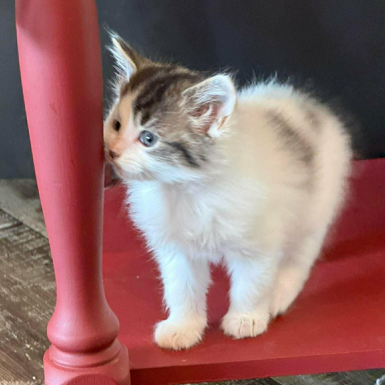 Kitten Siblings, ADOPTABLE, Kitten Male Domestic Medium Hair.