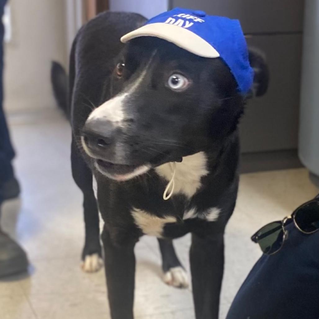 Millie, Adoptable, Young Female Border Collie & Mixed Breed.