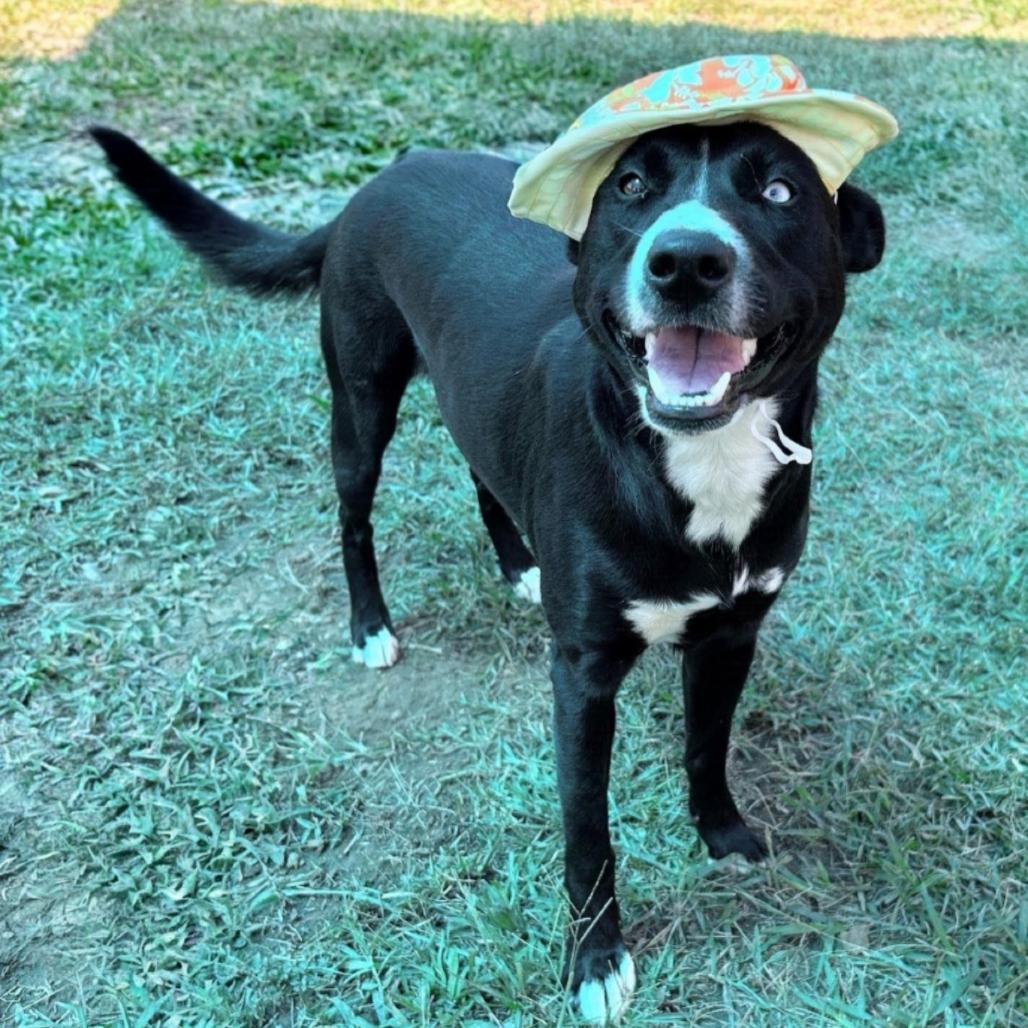 Enlarge Millie, a Adoptable mixed breed in Wadena, MN image 2/3
