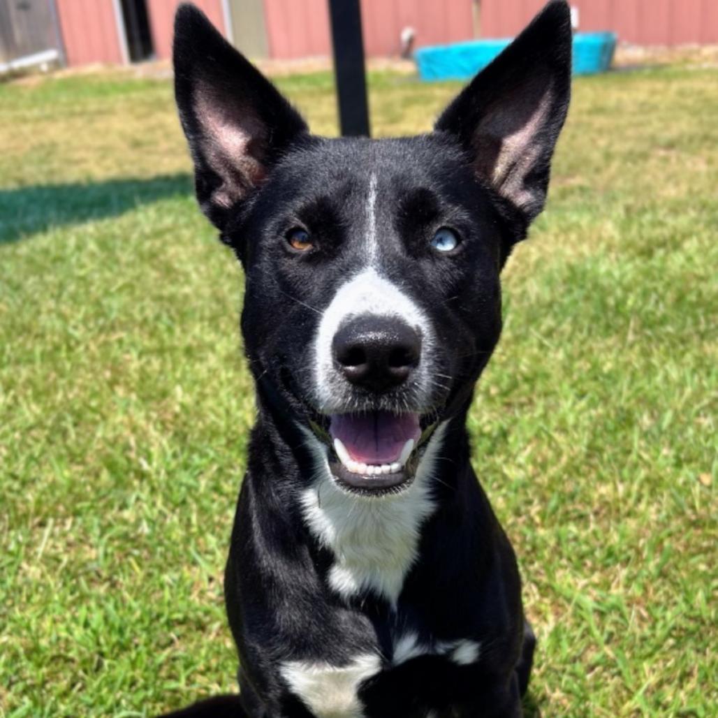 Enlarge Millie, a Adoptable mixed breed in Wadena, MN image 3/3