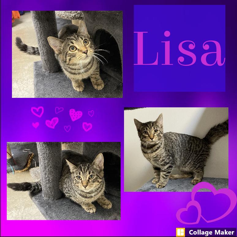 Lisa, Adoptable, Adult Female Domestic Short Hair.