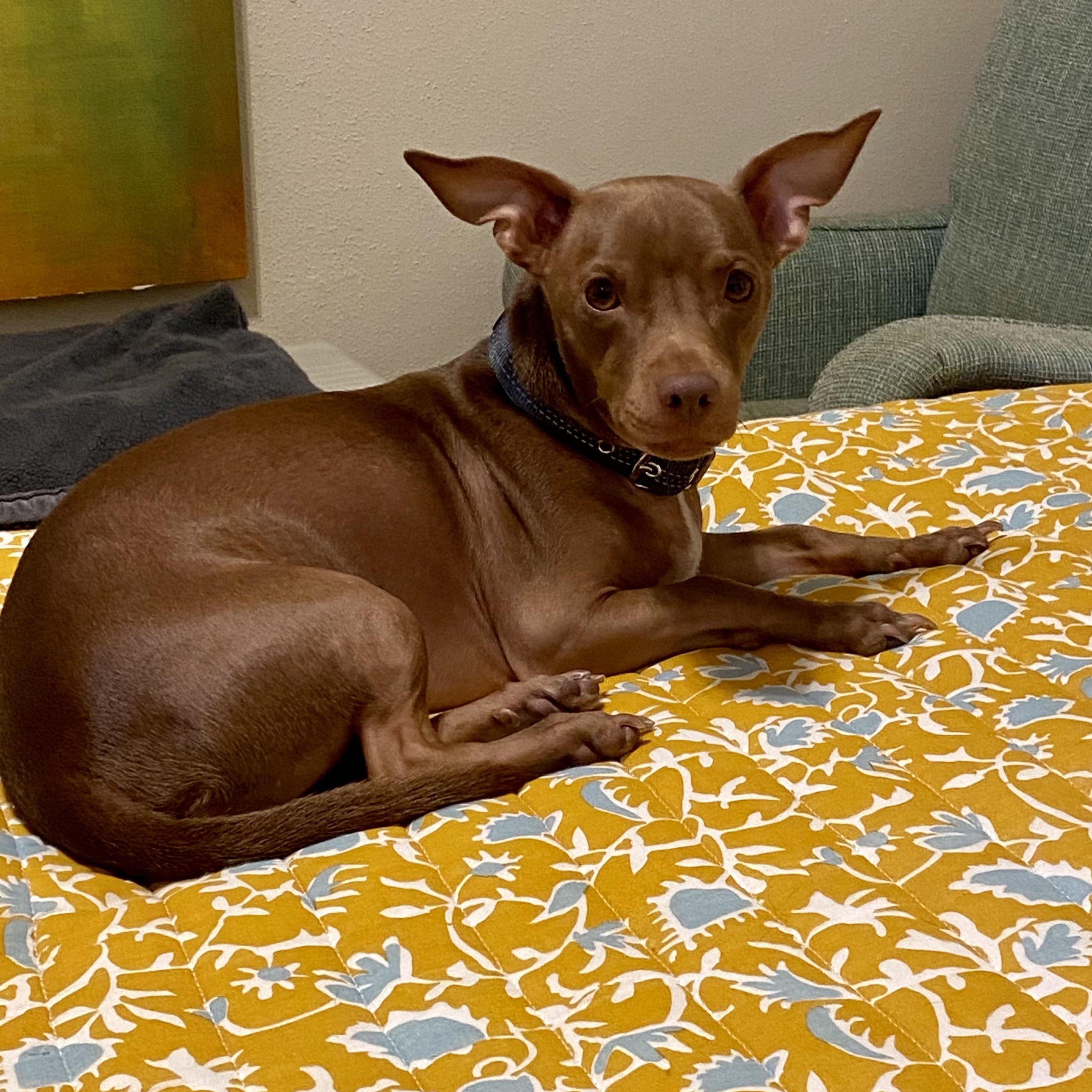 Alford (nka Alfie) Chihuahua Dog