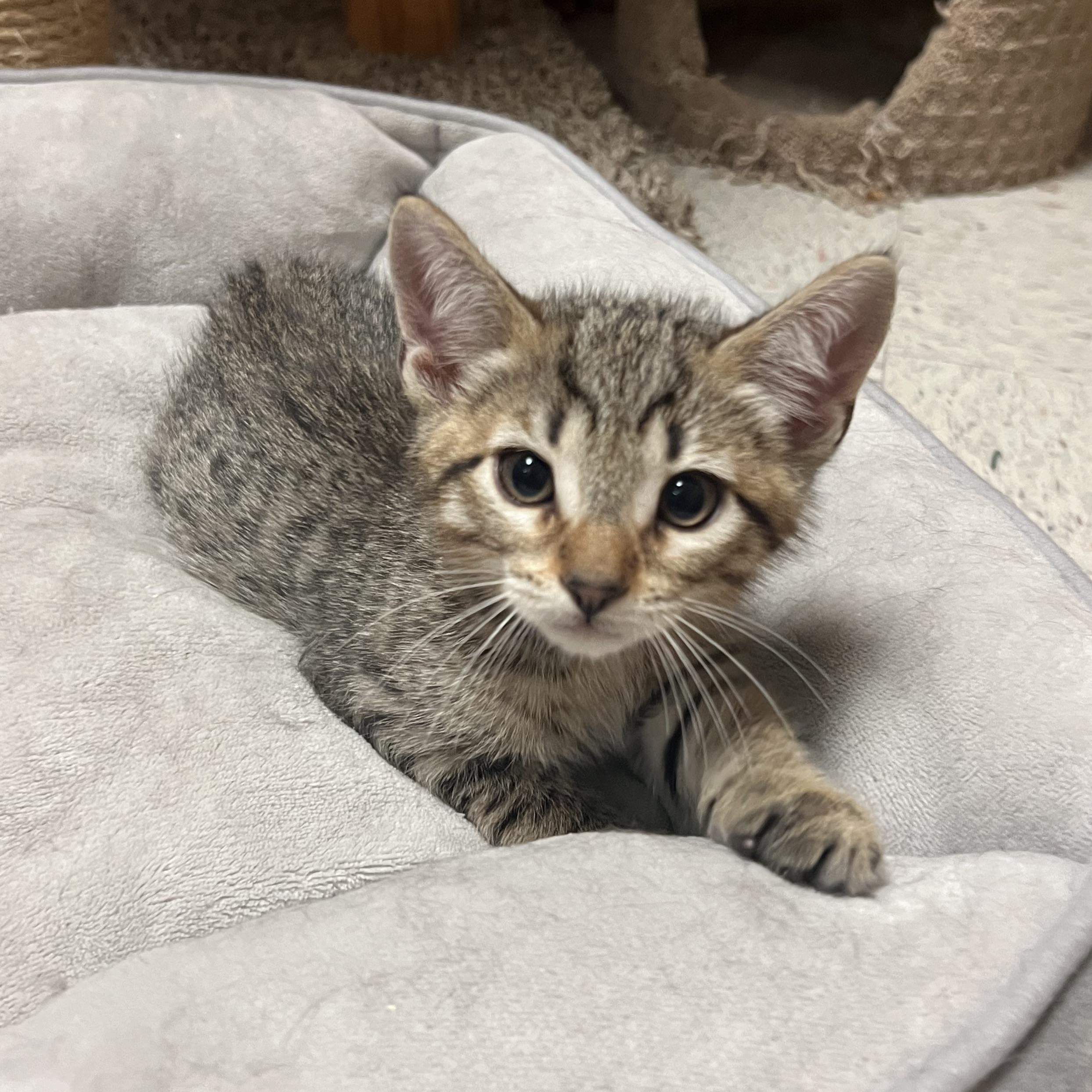 Enlarge Cory, an adopted Domestic Short Hair in Spokane, WA image 2/2