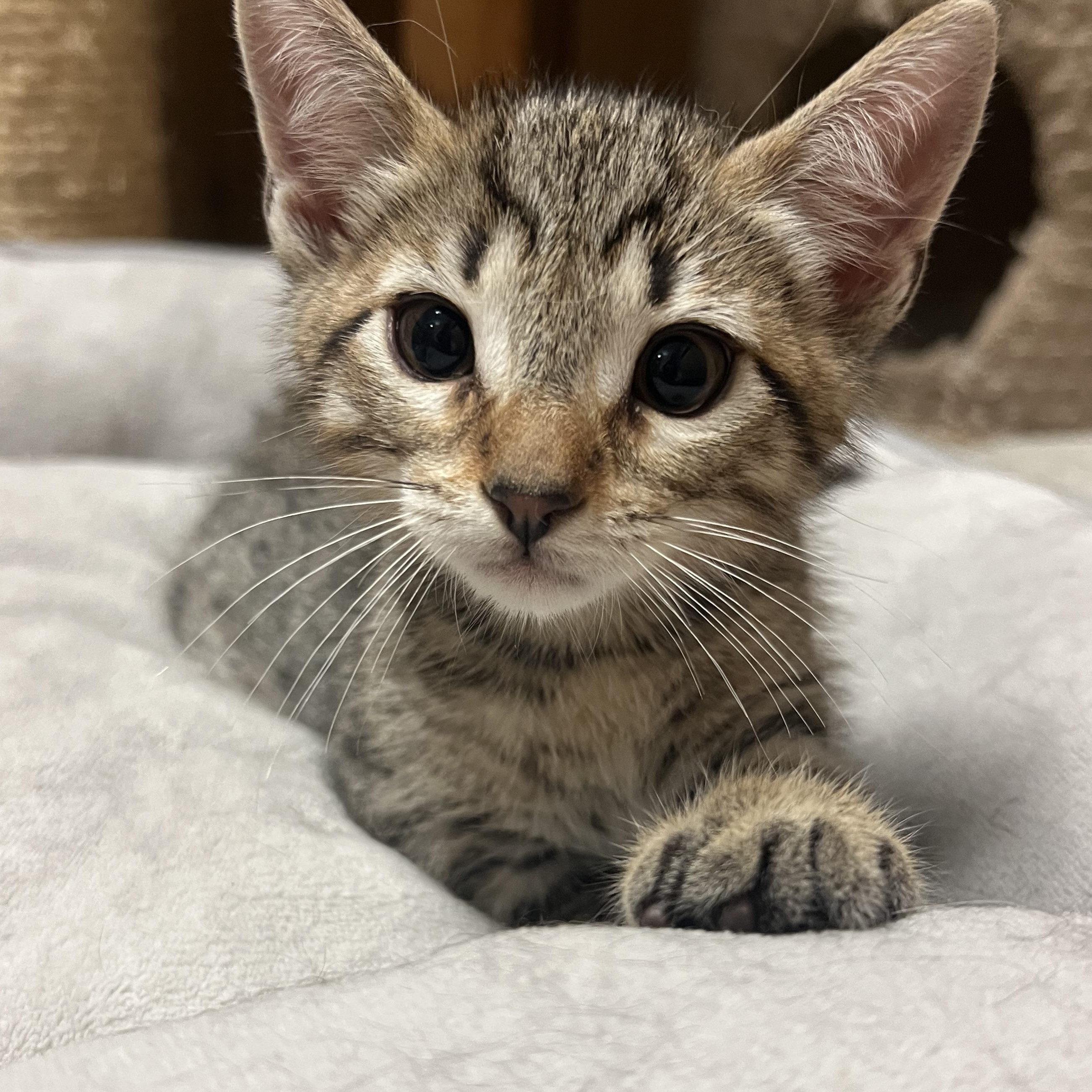 Cory, adopted, Kitten Male Domestic Short Hair.