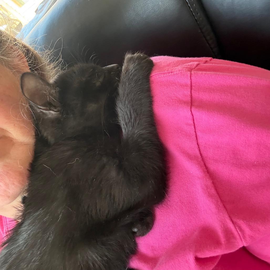 Raven, Adoptable, Kitten Female Domestic Short Hair.