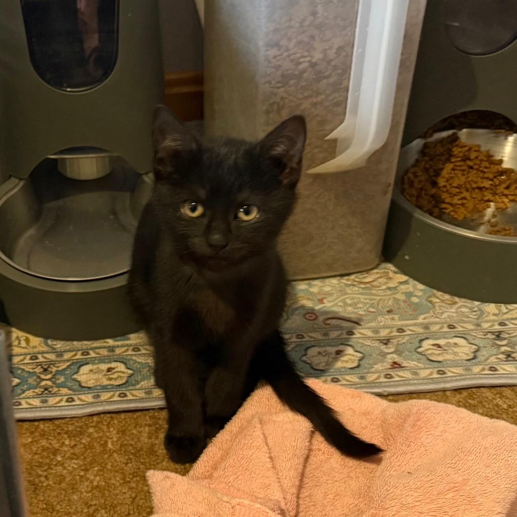 Raven, a Adoptable Domestic Short Hair in Silver Spring, MD image 2/6