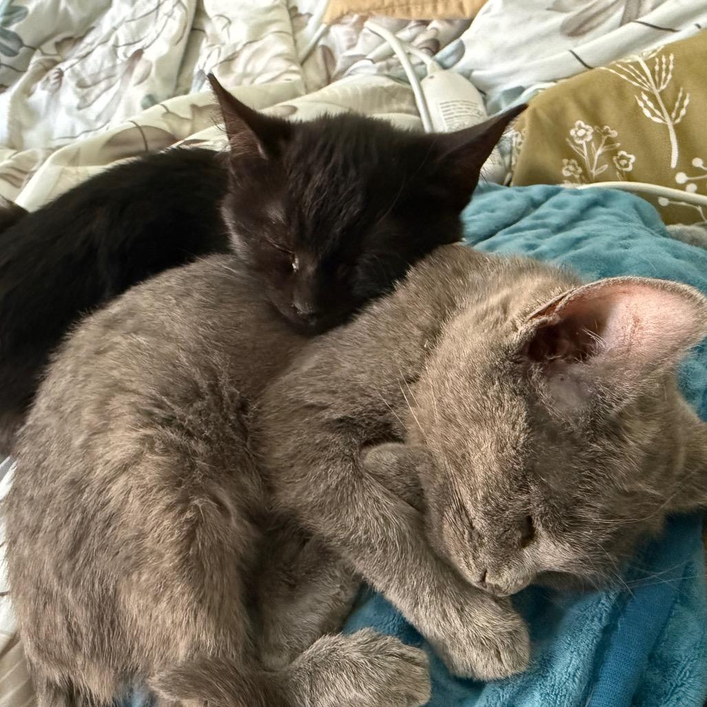 Raven, a Adoptable Domestic Short Hair in Silver Spring, MD image 3/6