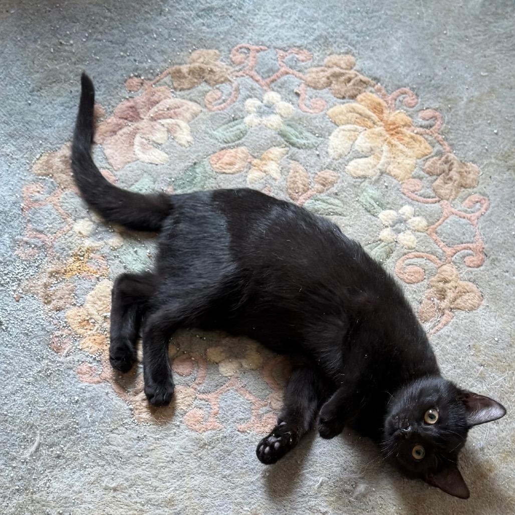 Raven, a Adoptable Domestic Short Hair in Silver Spring, MD image 4/6