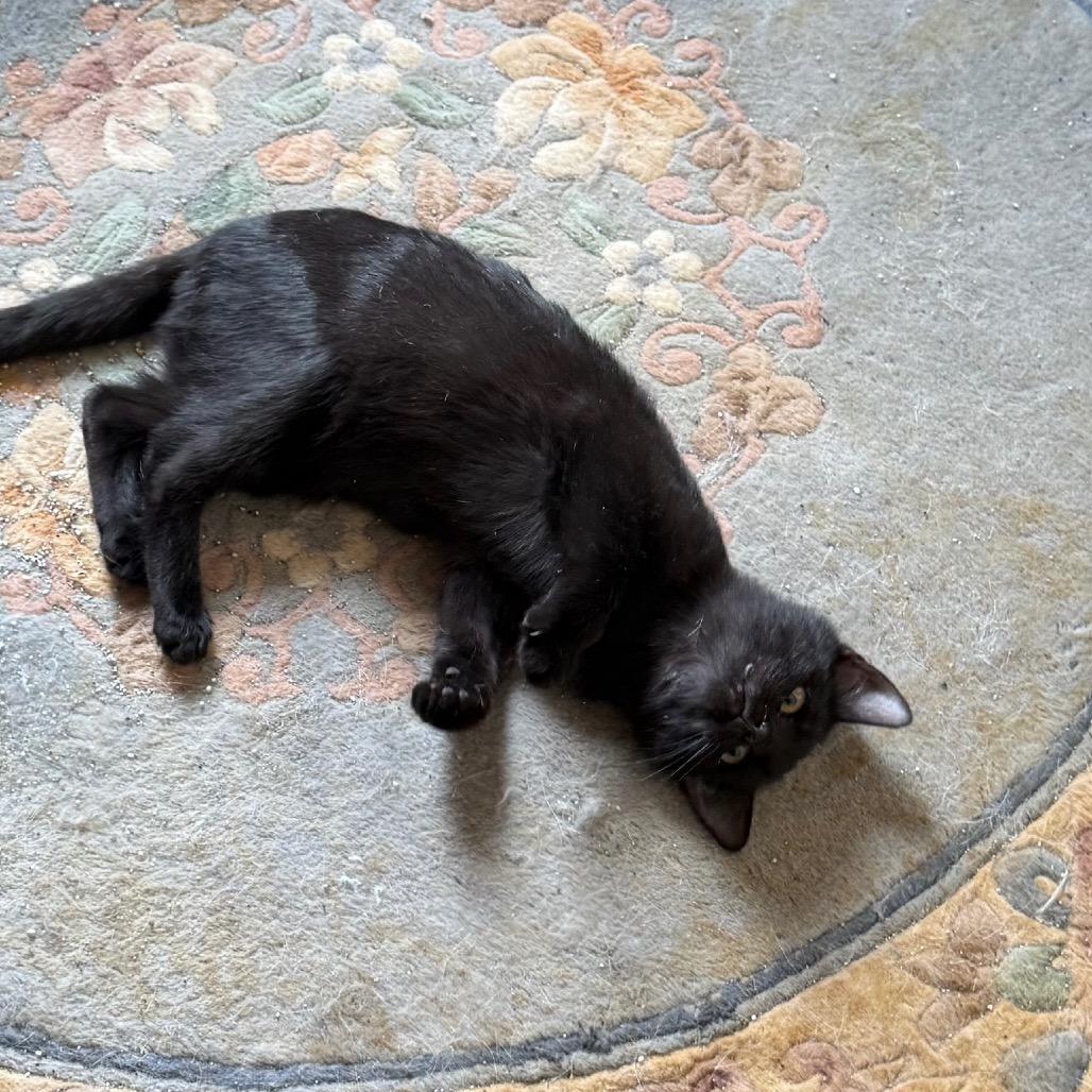 Raven, a Adoptable Domestic Short Hair in Silver Spring, MD image 5/6