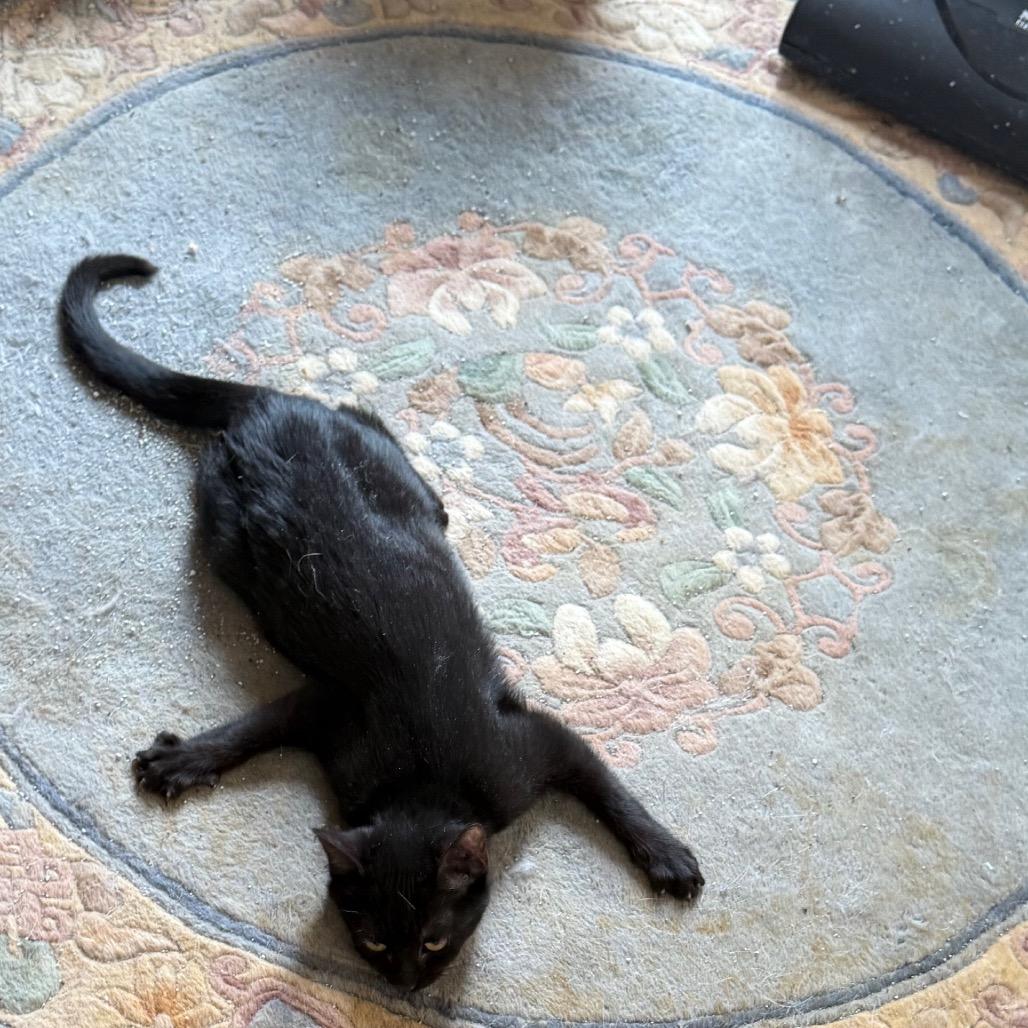 Raven, a Adoptable Domestic Short Hair in Silver Spring, MD image 6/6