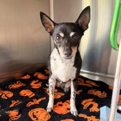 Enlarge Flutie, a Adoptable Chihuahua in Phoenix, AZ image 3/6