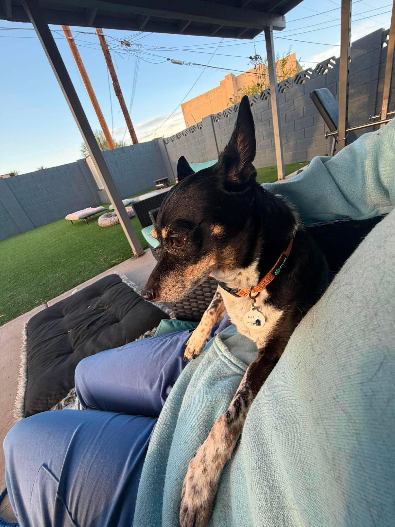 Enlarge Flutie, a Adoptable Chihuahua in Phoenix, AZ image 5/6