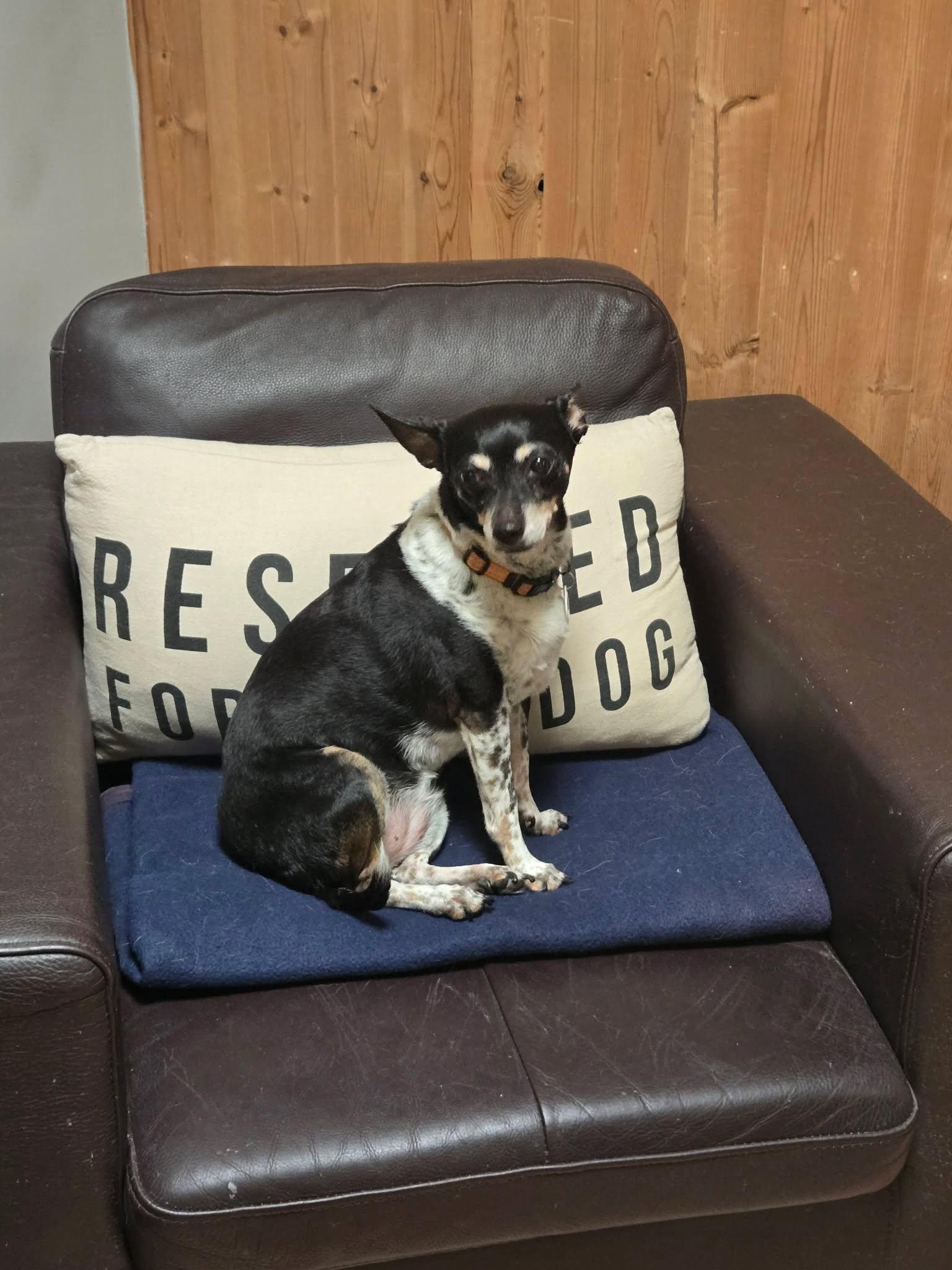 Flutie, Adoptable, Senior Female Chihuahua.