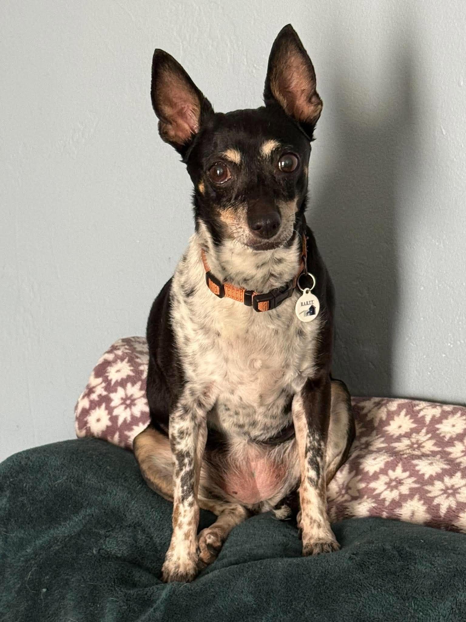 Enlarge Flutie, a Adoptable Chihuahua in Phoenix, AZ image 2/6