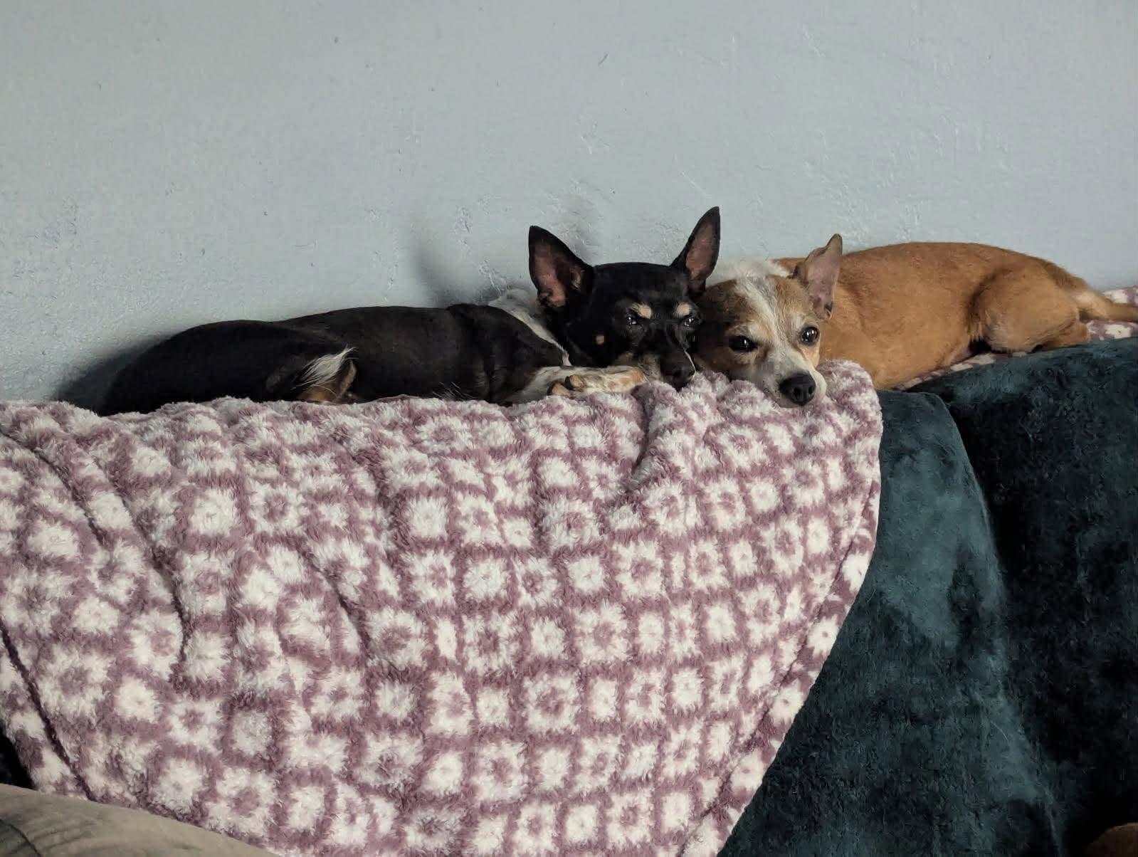 Enlarge Flutie, a Adoptable Chihuahua in Phoenix, AZ image 4/6