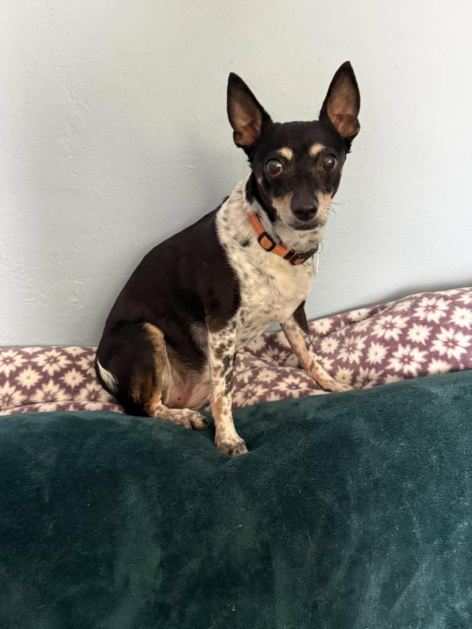 Enlarge Flutie, a Adoptable Chihuahua in Phoenix, AZ image 6/6