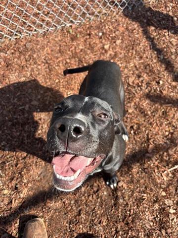 SLOANE, Adoptable, Young Female Labrador Retriever & Mixed Breed.