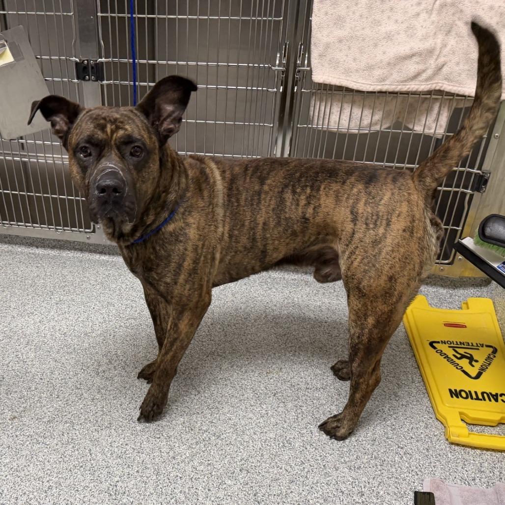 Enlarge Cliff, a Adoptable Mastiff image 1/1